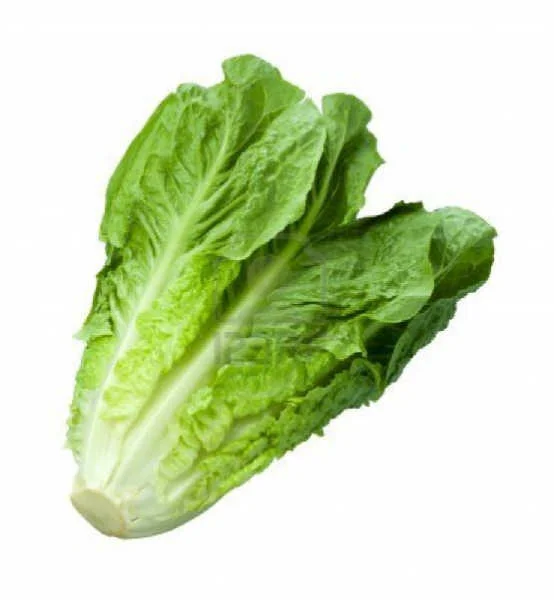 خس طازج